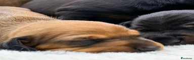 Miniature Dachshund 3