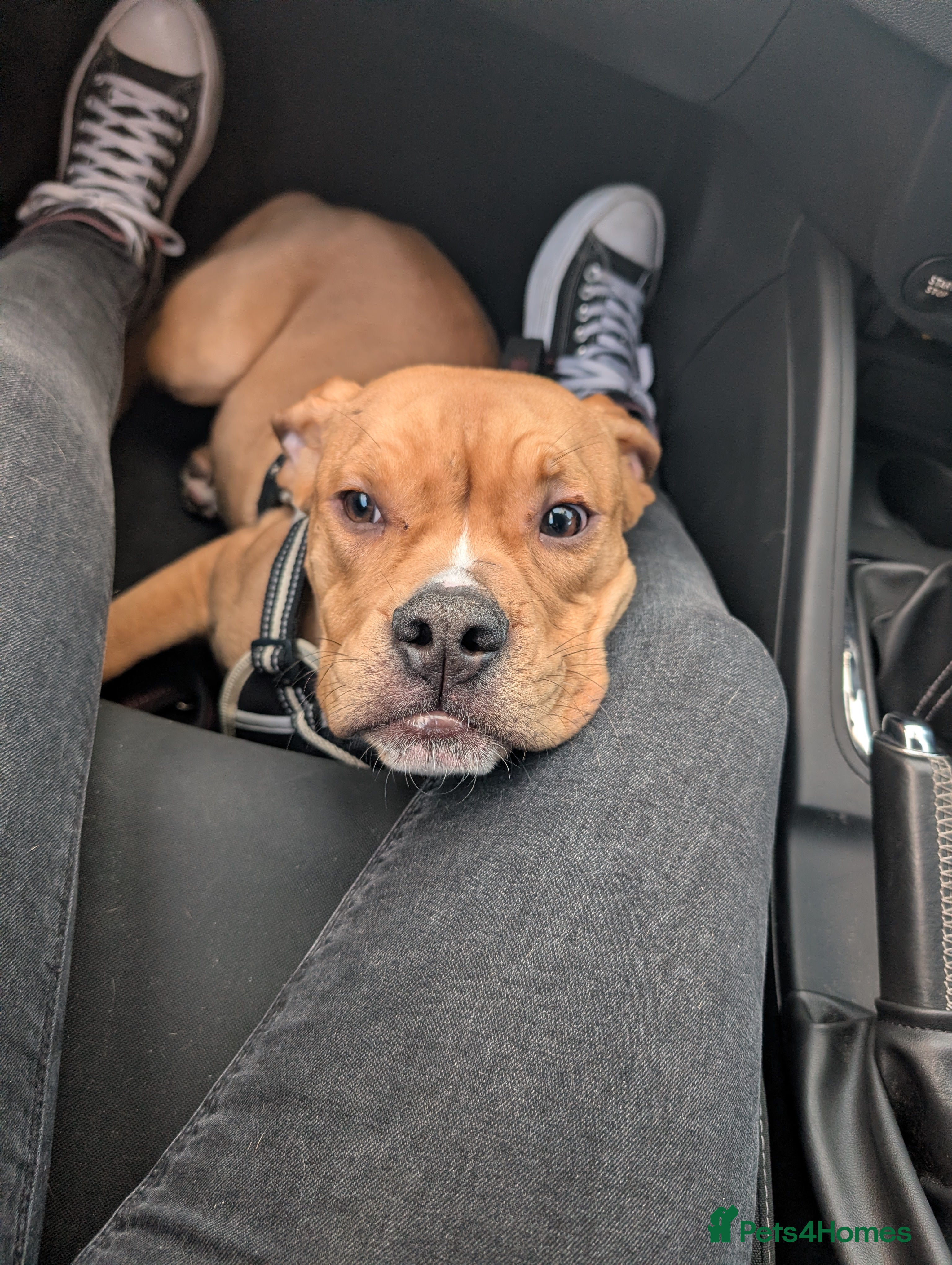 English Bulldog dogs olde English bulldogs OPEN TO OFFERS. - Advert 20