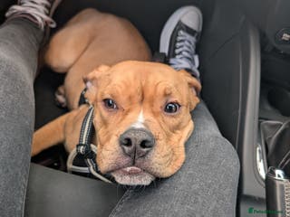 English Bulldog dogs olde English bulldogs OPEN TO OFFERS. - Advert 16