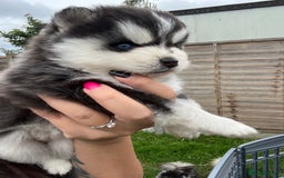 Pomsky dogs for sale: Pomsky puppies - Image 7