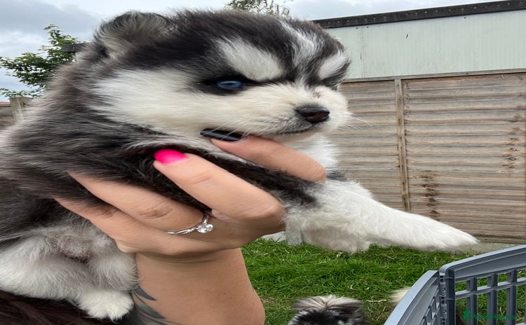 Pomsky dogs - Advert 5