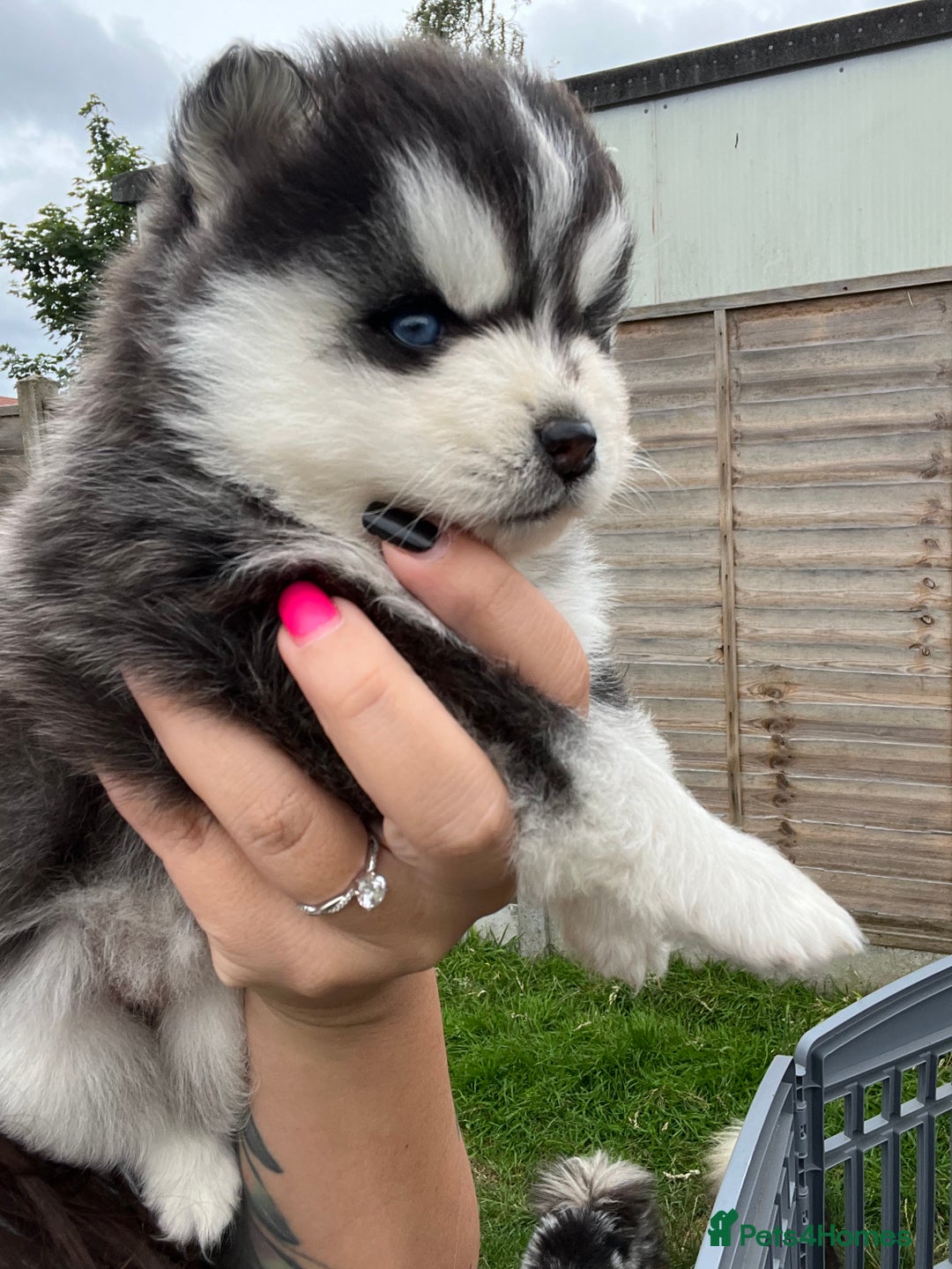 Pomsky dogs for sale: Pomsky puppies - Image 7