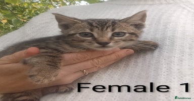 Mixed Breed cats - Advert 7
