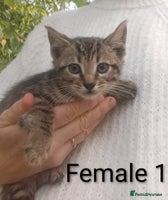 Mixed Breed cats - Advert 9