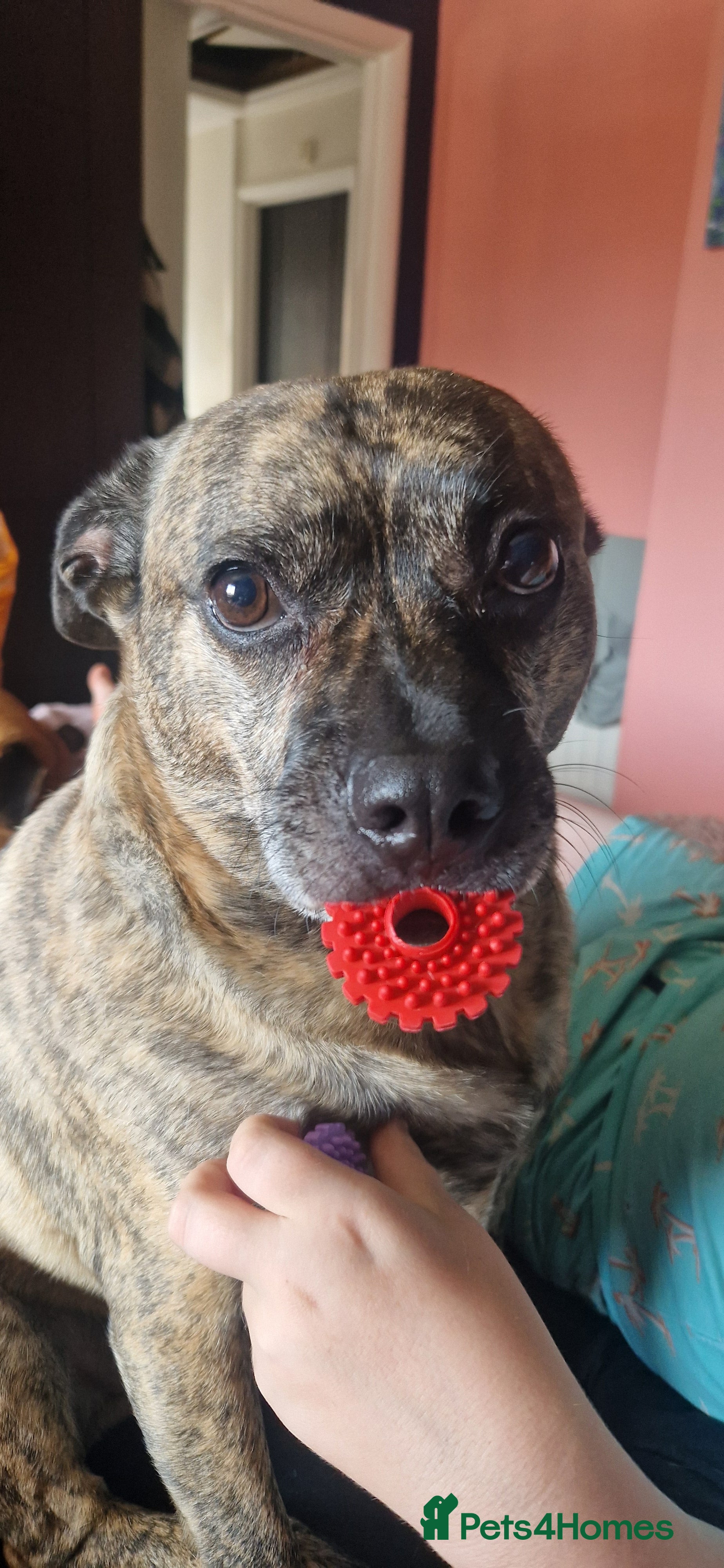 Mixed Breed dogs Reggie - 5 year old neutered male  - Advert 8