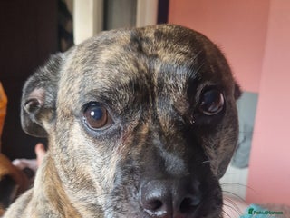 Mixed Breed dogs - Advert 2