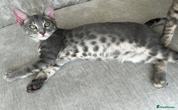 Bengal cats - Advert 4