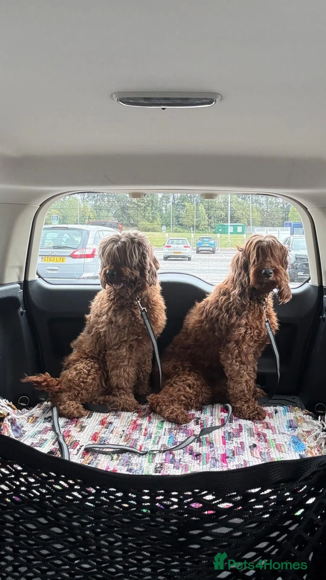 Irish Doodle dogs for sale: Two Beautiful Red F1 Miniature Irish Doodle - Advert 2