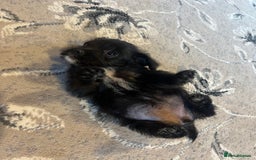 Mixed Breed dogs for sale: Jackapoo pups ready 9th August  - Image 5