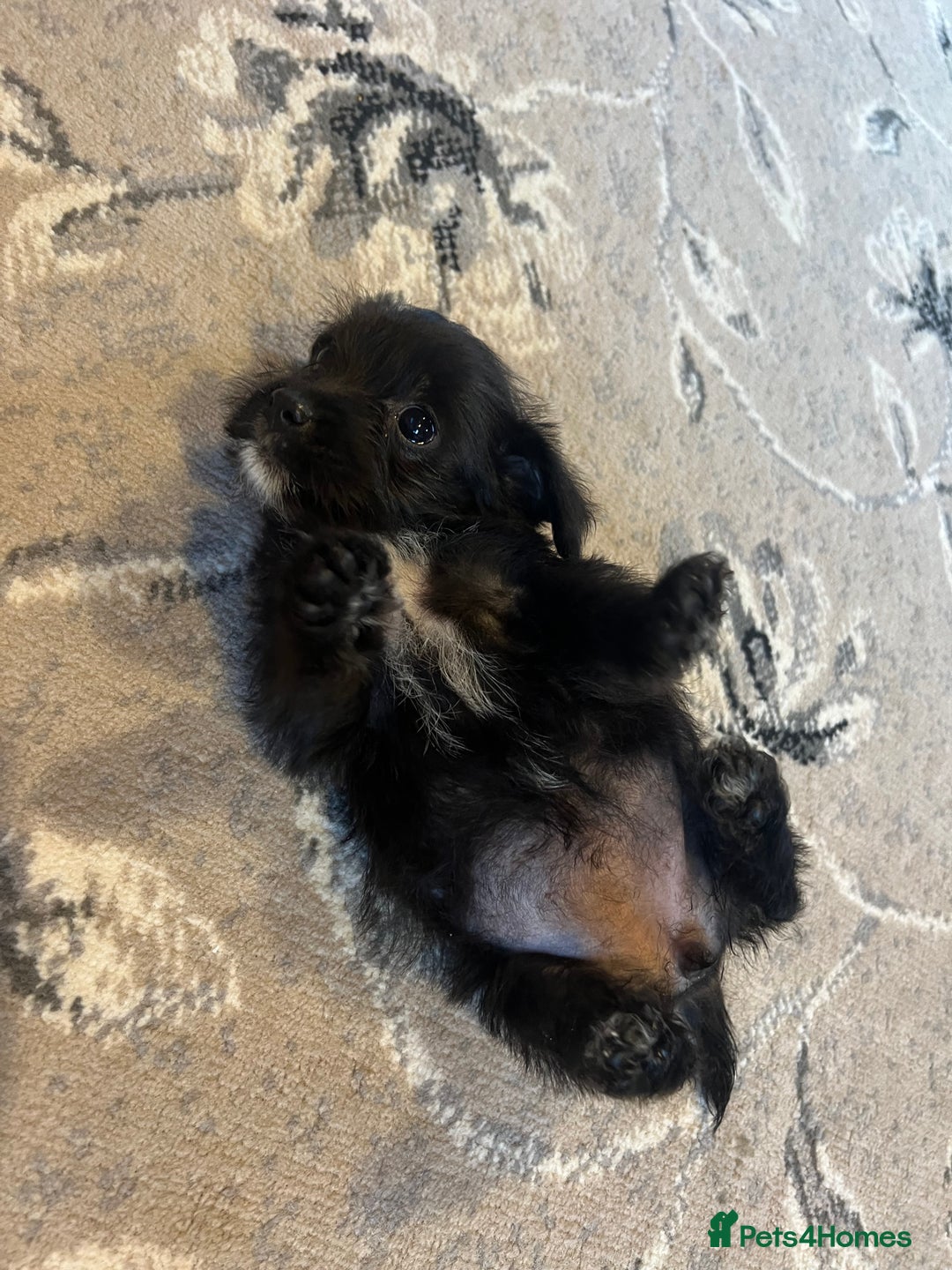 Mixed Breed dogs for sale: Jackapoo pups ready 9th August  - Image 5