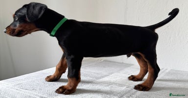 Dobermann dogs - Advert 4