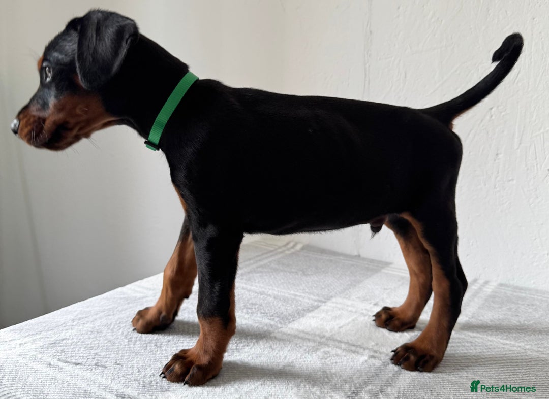 Dobermann dogs for sale: European Doberman Puppies - Champion Bloodline - Image 3