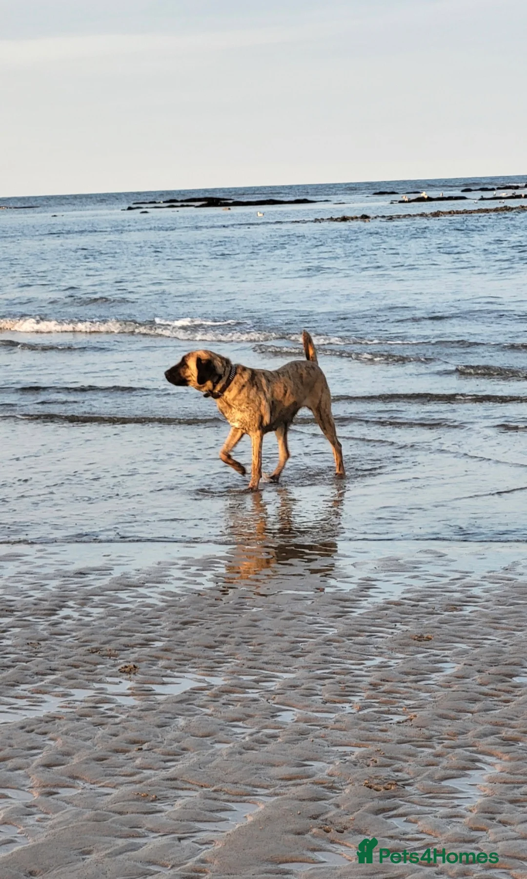 Mixed Breed dogs for sale: 5 year old female kangal anatolian shepherd - Advert 2