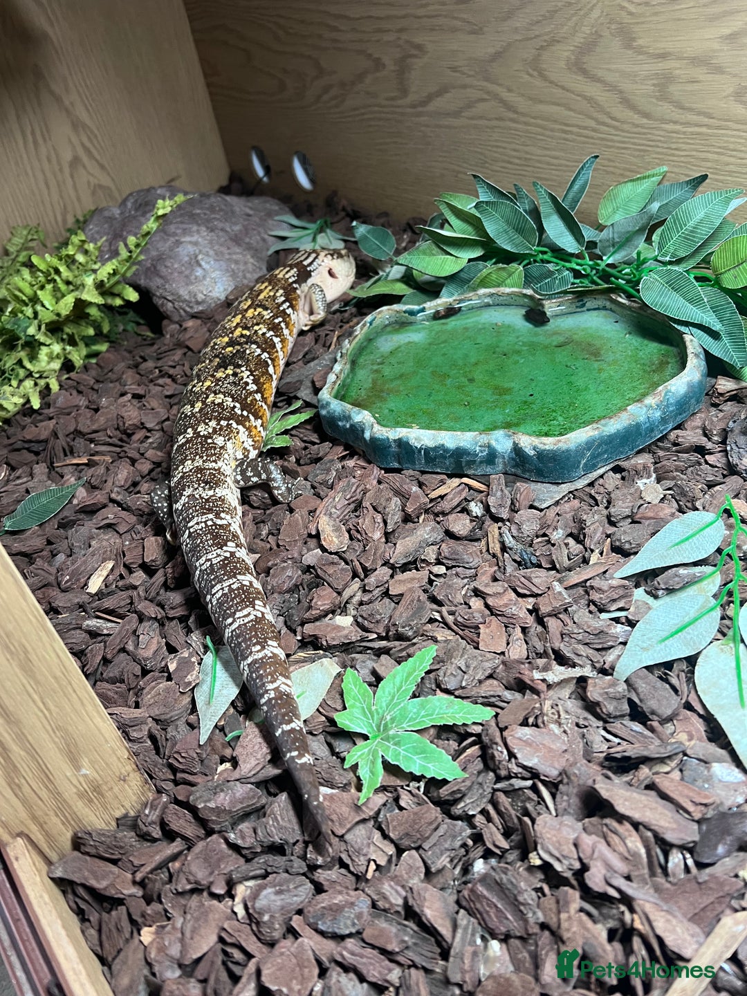 Skink reptiles for sale: Blue Tongue Skink  - Advert 2