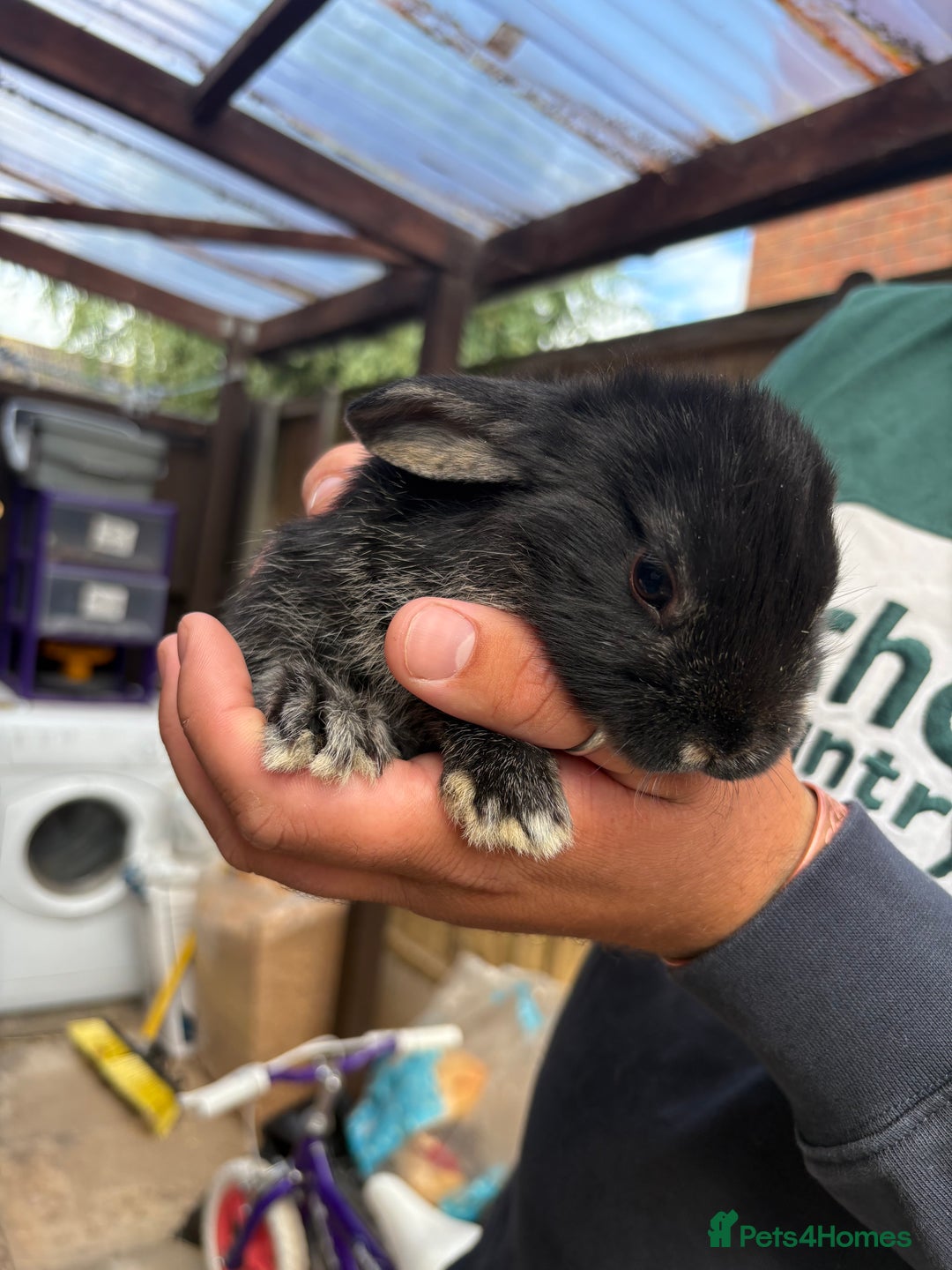 Rex rabbits for sale: Rex cross Mini Lop  - Image 8
