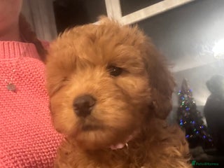 Cockapoo dogs 1 Girl left - READY TO LEAVE. - Advert 12