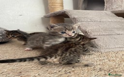Munchkin cats for sale: Munchkin kittens for sale - Image 10