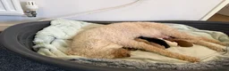 Australian Labradoodle dogs for sale: Snowys Australian labradoodles(reservation’s open) - Advert 2
