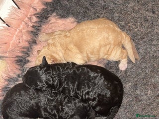 Lhasapoo dogs 6 stunning lhasapoo - Advert 2