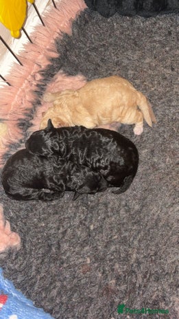 Lhasapoo dogs 6 stunning lhasapoo - Advert 7