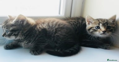 Mixed Breed cats - Advert 6