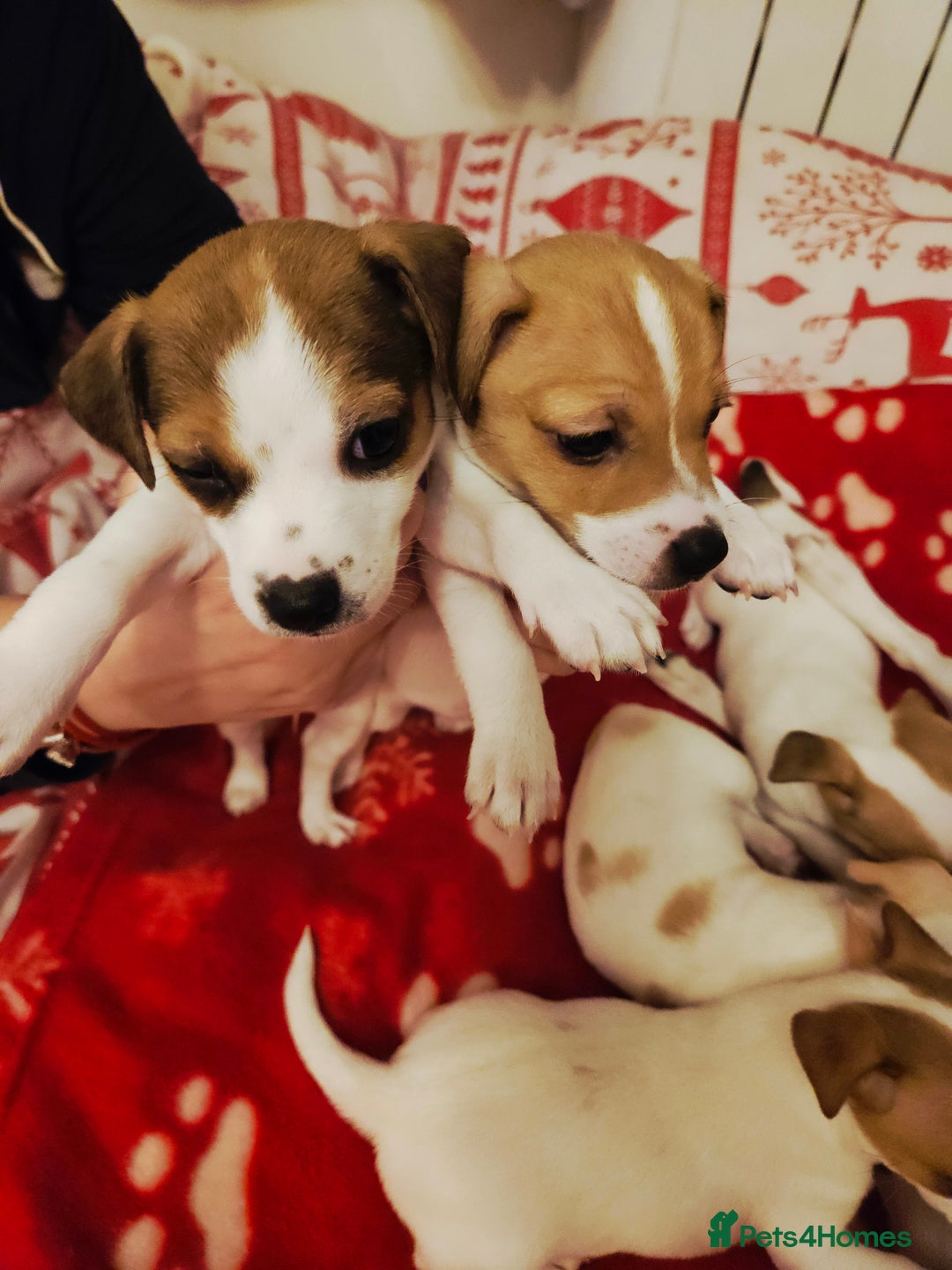 Jack Russell dogs for sale: LOVELY JACK RUSSELL PUPPIES FOR SALE. - Advert 6