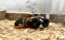 Guinea Pig rodents for sale: Multiple Baby Guinea Pigs For Sale 🥰💗 - Image 27