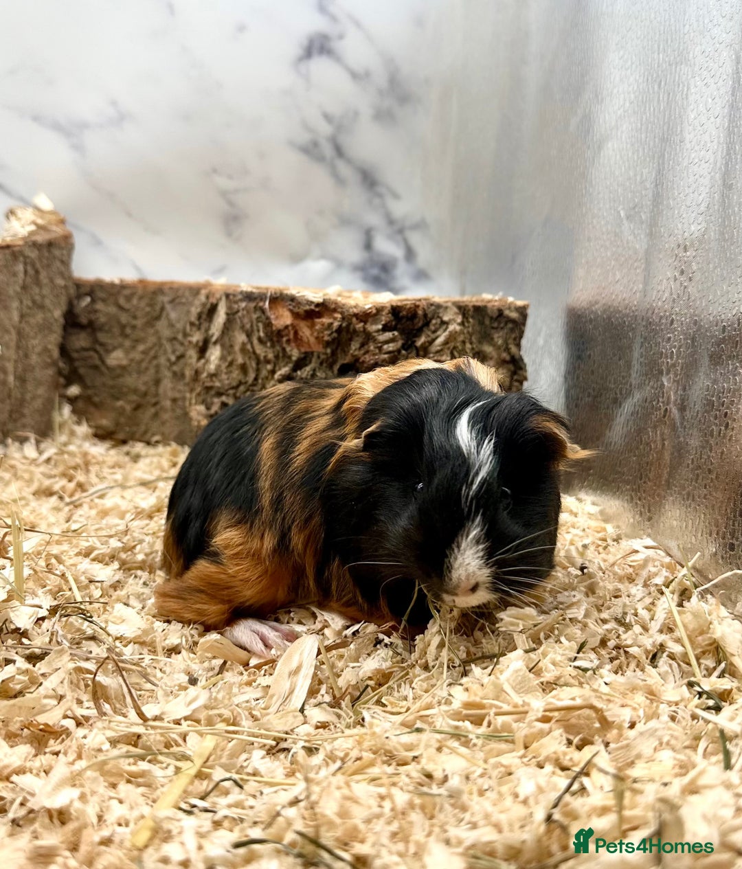 Guinea Pig rodents for sale: Multiple Baby Guinea Pigs For Sale 🥰💗 - Image 27