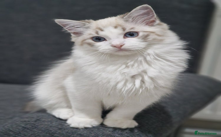 Ragdoll cats - Advert 1