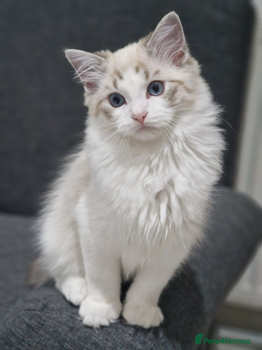Ragdoll cats for sale: TICA seal lynx bicolour ragdoll kitten  - Image 4