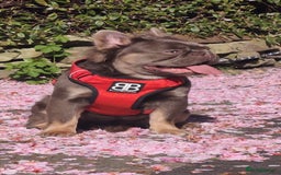 French Bulldog dogs for stud: Skittles, Isabella tan, fluffy, pink carrier in Sheffield - Image 6