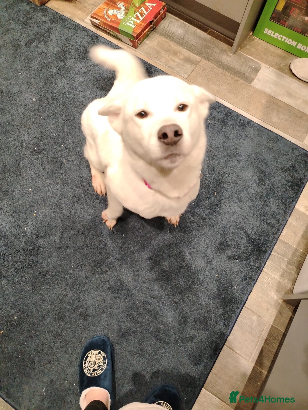 Akita dogs for sale: Female Akita  - Advert 1