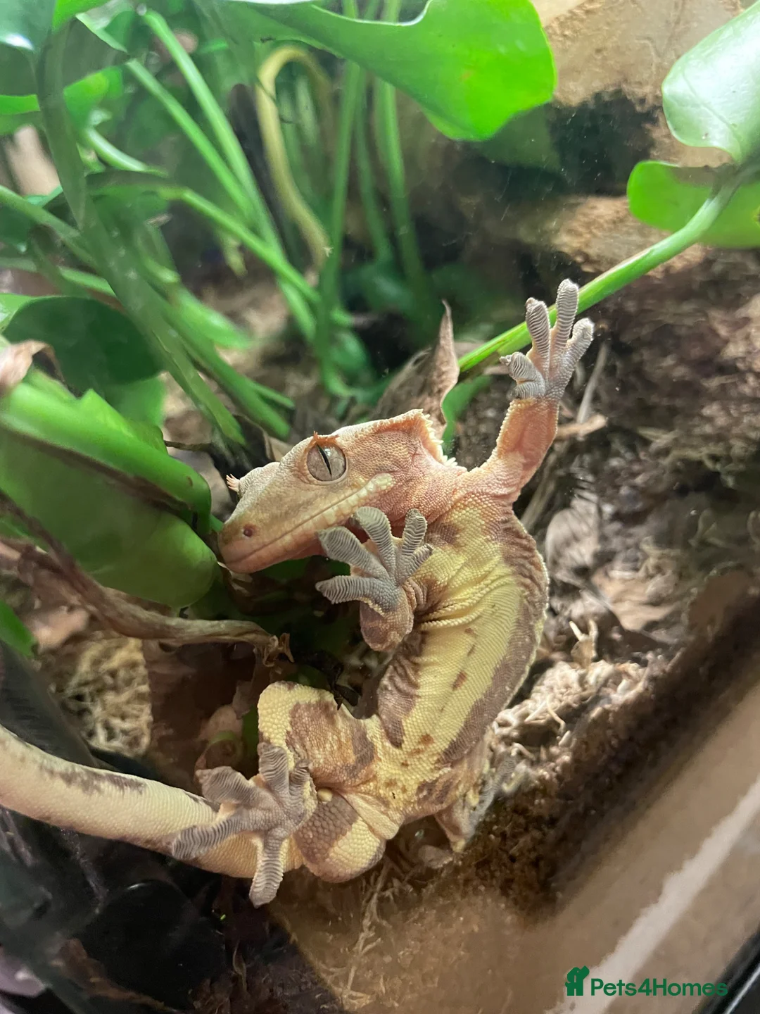 Gecko reptiles for sale: PET ONLY Red/brown Base Colour Lilly White - Advert 2