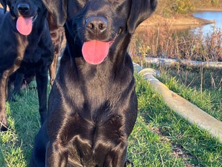 Labrador Retriever dogs Stunning 6-Year-Old KC registered Black Labrador - Advert 17