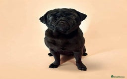 Pug dogs for sale: Gorgeous KC Reg Pug Litter Of 10 - Image 12