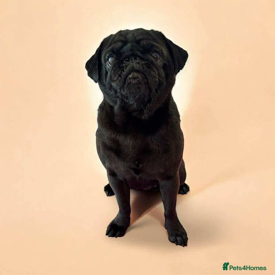 Pug dogs for sale: Gorgeous KC Reg Pug Litter Of 10 - Image 12