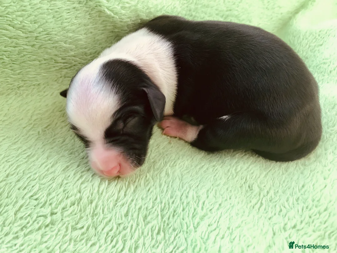 Tibetan Terrier dogs for stud: Araki Fabulous Fergus Extensive Health Tests  - Advert 12