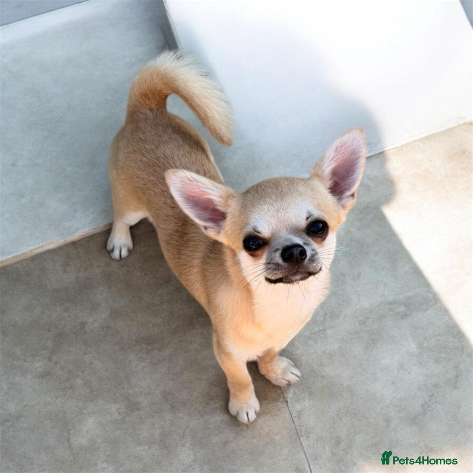 Chihuahua dogs Beautiful Smooth Coat Boy - Advert 1