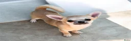 Chihuahua dogs for sale: Beautiful Smooth Coat Boy in Washington - Advert 1