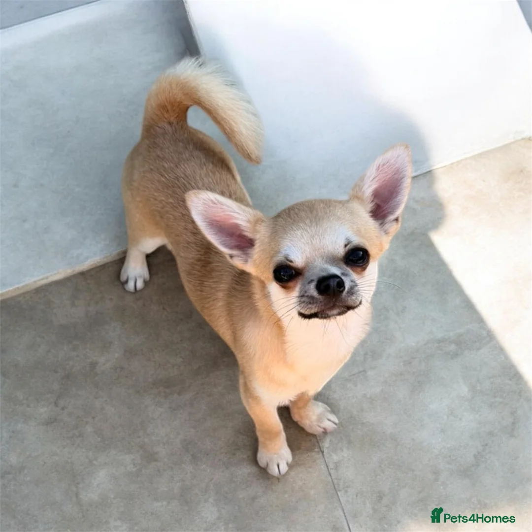 Chihuahua dogs for sale: Beautiful Smooth Coat Boy in Washington - Advert 1