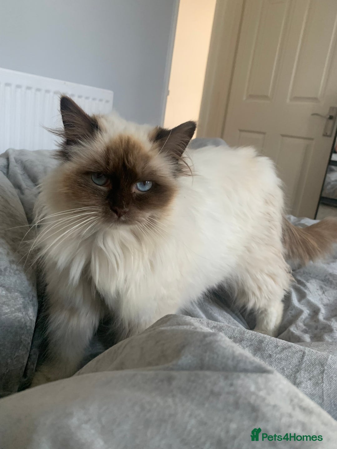 Ragdoll cats for sale: 5 RAGDOLL kittens for sale £400 - Image 2