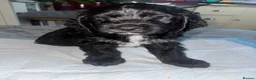 Mixed Breed dogs for sale: 6 adorable puppies  - Advert 31