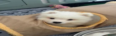 Mochi