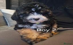 Cavapoo dogs for sale: Beautiful f1b Cavapoo puppies  - Image 7