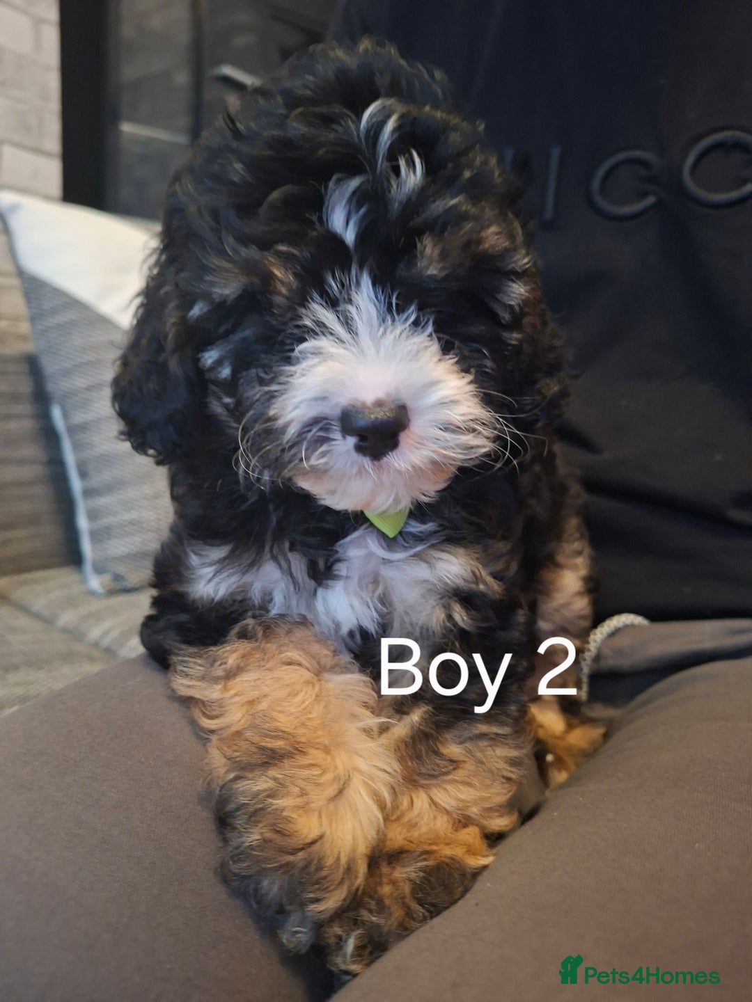 Cavapoo dogs for sale: Beautiful f1b Cavapoo puppies  - Image 7