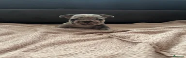 French Bulldog 3