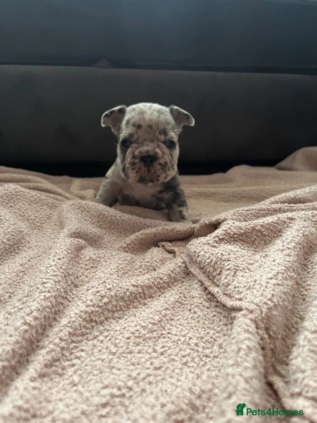 French Bulldog dogs for sale: Big rope French bulldog puppies in Nottingham - Advert 6
