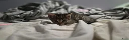 Mixed Breed cats for sale: Beautiful kittens looking for forever home 🐱🐱🐈 - Advert 5