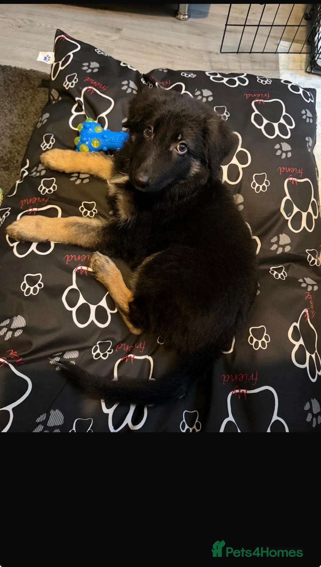German Shepherd dogs for sale: His name is rocco  - Advert 5
