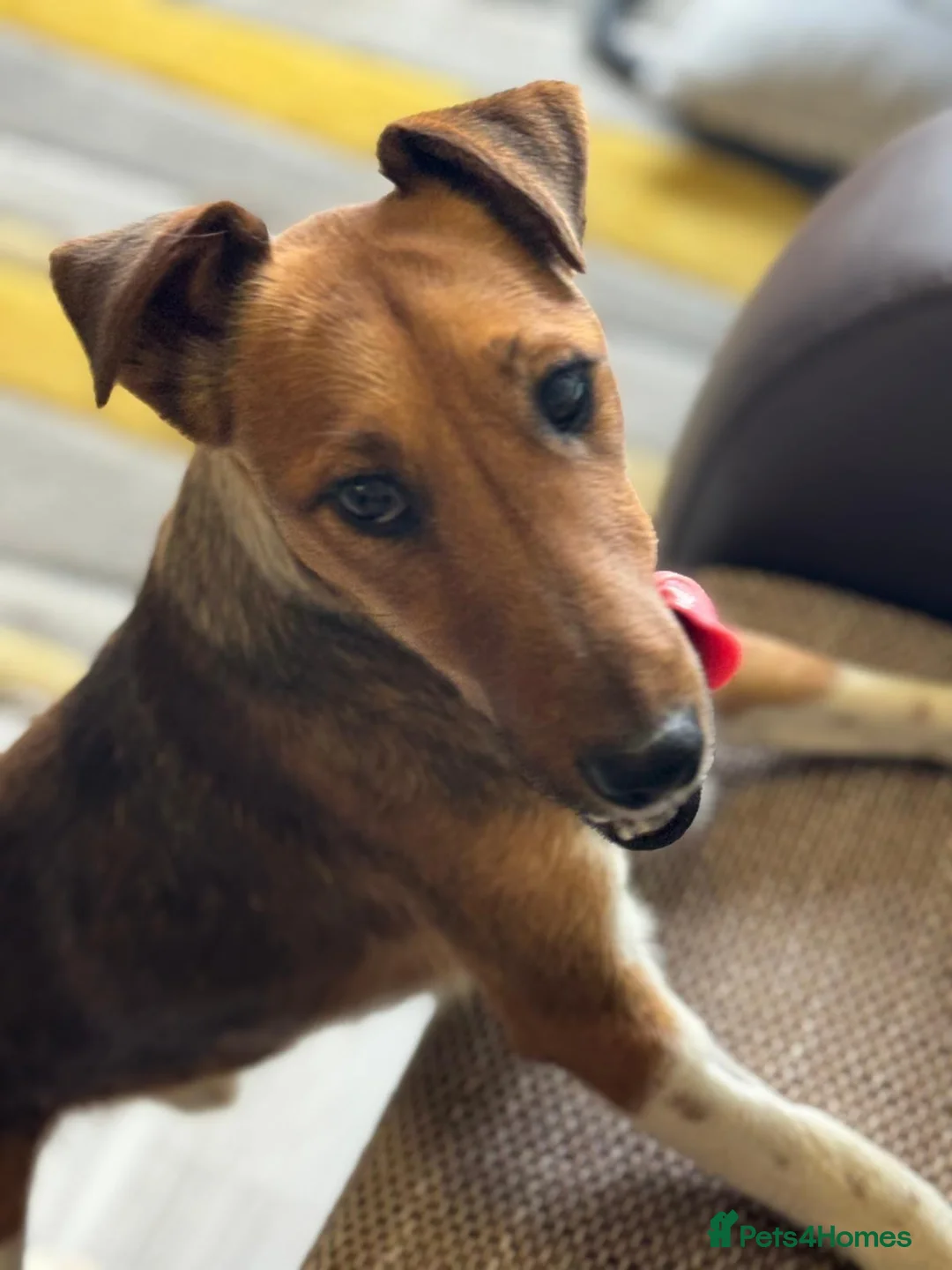 Fox Terrier dogs for adoption: Sweet William needs LOVE - Advert 1